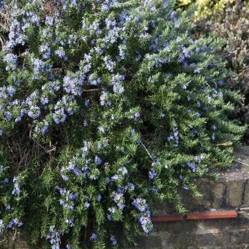 Rosemary prostratus group herb - rosemary,