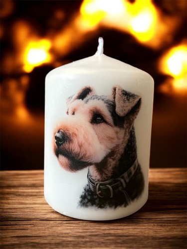 Airedale terrier dog - airedale,