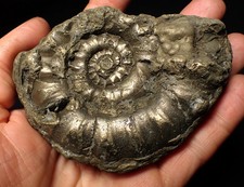 Huge pyrite Eteoderoceras