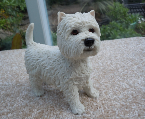 West highland terrier - highland,