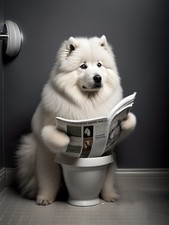 Comical Samoyed on Toilet with