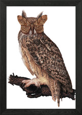 Camouflage Owl and Moth Framed