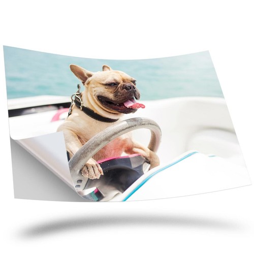 Vinyl sticker french - vinyl,