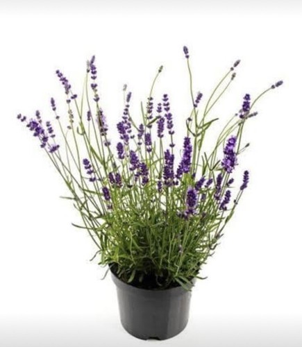 100 english lavender - english, seeds