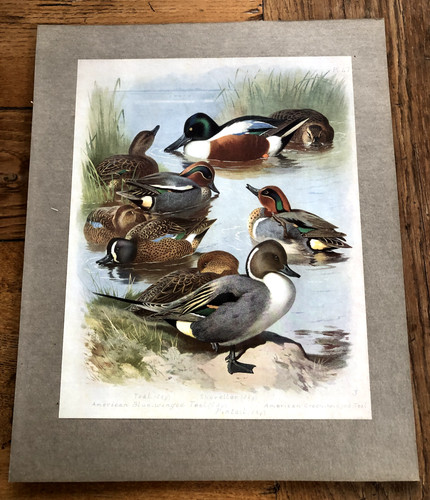 1900s large cromolithograph - , of