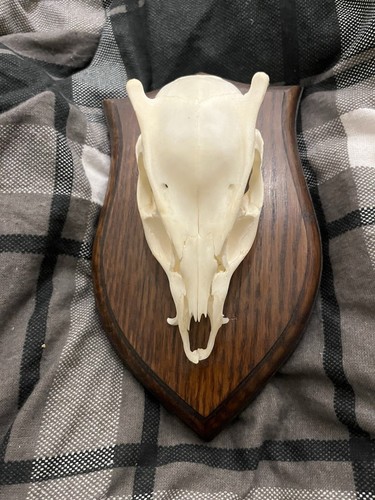 Authentic deer skull mount - authentic,