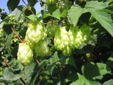Hop - Wild Hop - Humulus lupulus - 200+ seeds - MEDICINAL and BEER-PLANT - E 083