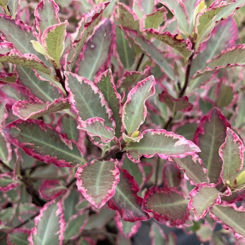 Pittosporum tenuifolium - pittosporum,