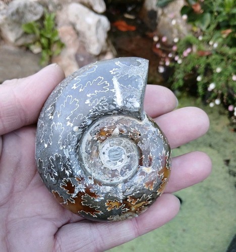 Fossil cleoniceras - cleoniceras,