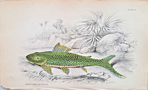 Hypostoma squalinum catfish