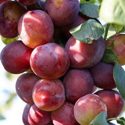 Victoria plum tree - tree, seeds