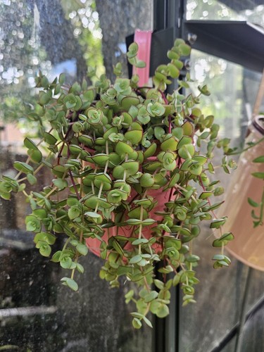 Crassula pellucida trailing