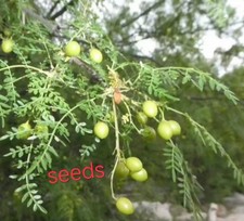 Bursera stenophylla eeds - bursera,