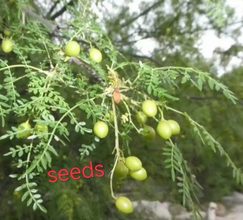 Bursera stenophylla eeds - bursera,