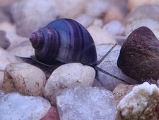 Purple Juvenile Mystery
