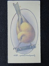 GREENFINCH CANARY MULE Aviary & Cage Birds TRANSFERS by John Player 1933