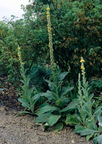 Verbascum thapsus great - verbascum,