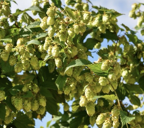Hop bines from - bines.,
