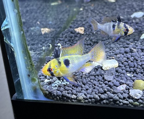 German blue ram proven - german,