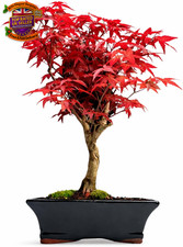 Japanese Maple Bonsai Tree –
