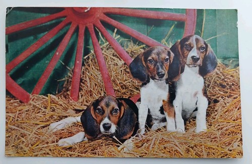 Vintage postcard beagle dogs - vintage,