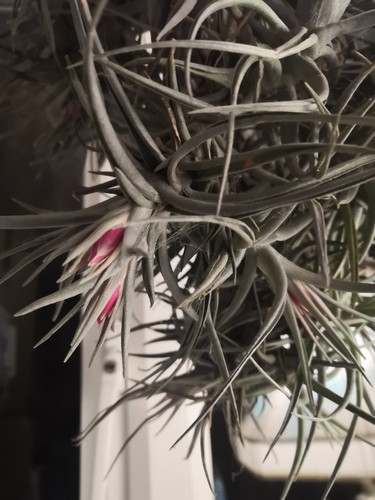 Tillandsia aeranthos pink - tillandsia,