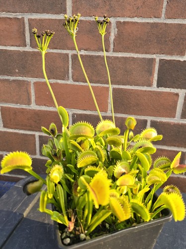 Dionaea muscipula venus - dionaea, muscipula,