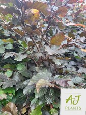 10x Fagus Atropurpurea - Purple Copper Beech Hedging - 80cm Tall - 3 Litre Pot