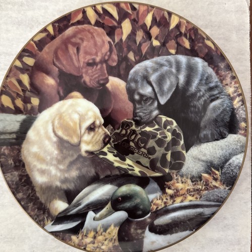 Budweiser labrador retriever - budweiser,
