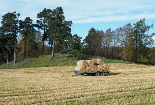 Photo 12x8 straw - straw, bales