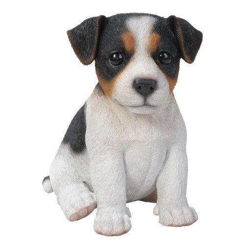 New tricolour jack - new, dog