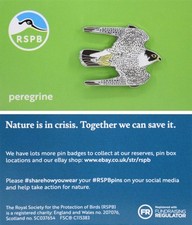 RSPB Pin Badge NIIC Peregrine