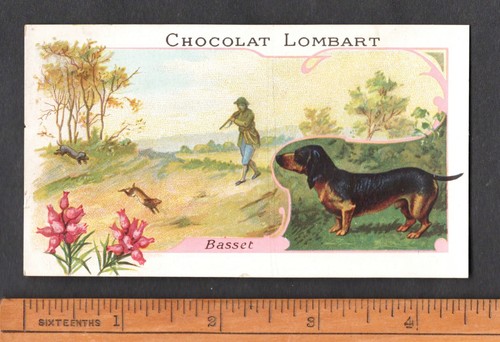 Rabbit hunting with basset - rabbit,