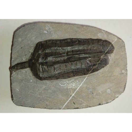 Extinction cupressocrinus - extinction-,