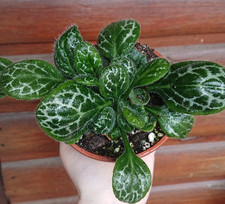Streptocarpus / Primula |