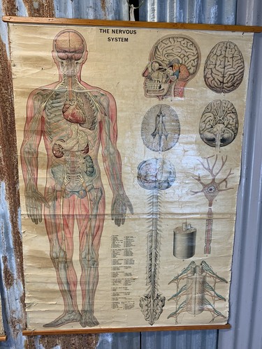 Antique vintage anatomical - antique,