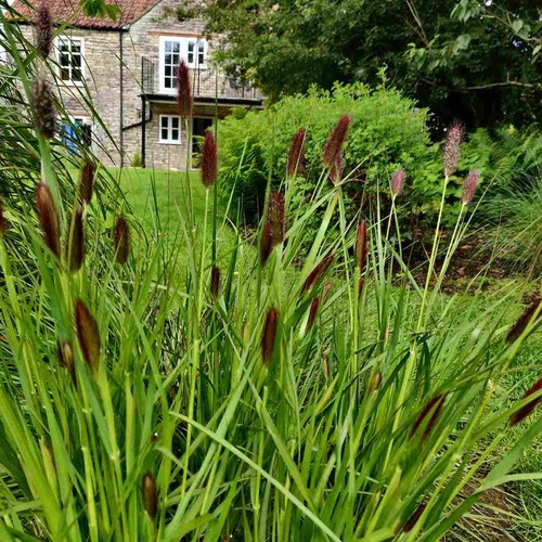 Pennisetum red buttons - , ‘red
