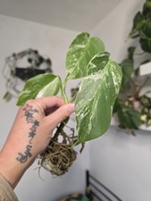 Monstera Deliciosa Albo Baby