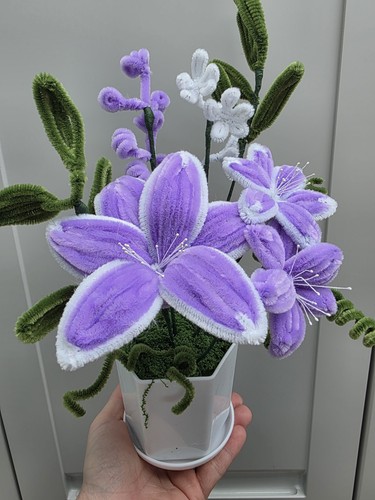 Everlasting lilac lily - everlasting,
