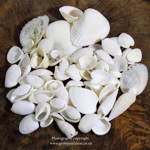 White wedding seashell - , mix