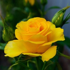 Rose 'You Are My Sunshine'