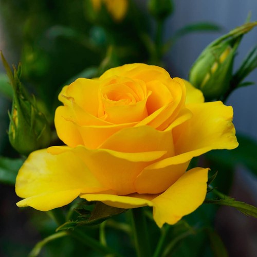 Rose you are - are, my