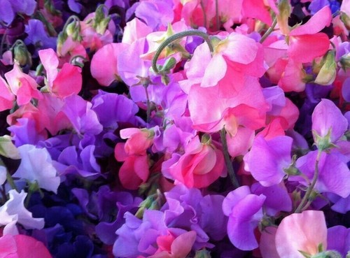 Sweet pea royal family - pea,