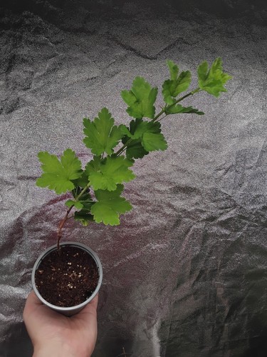 Gooseberry plant whinham s - gooseberry, 'whinham's
