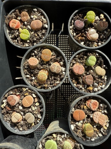 Mixed lithops 6 cm pot - lithops, in