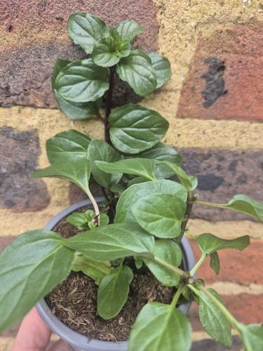 Mint basil plant fully - fully, hardy