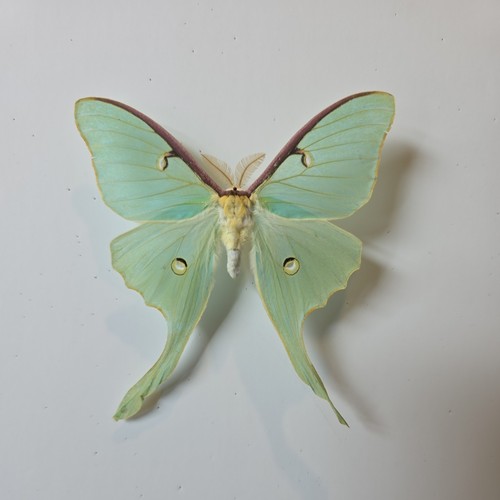 Actias luna the - luna,