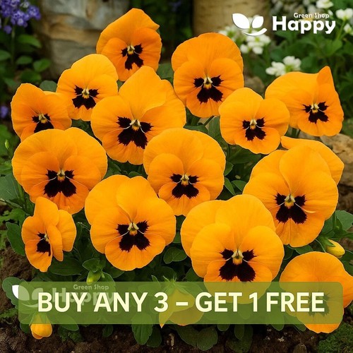 Flower pansy swiss giant - pansy,