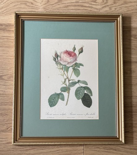 Vintage pierre joseph redoute - vintage,