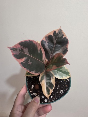 Ficus elastica belize pink - ,